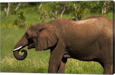 Framed Elephant drinking, Hwange NP, Zimbabwe, Africa Print