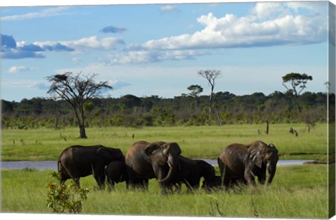 Framed Elephant, Zimbabwe Print