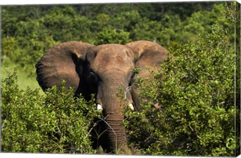 Framed Elephant, Hwange National Park, Zimbabwe, Africa Print