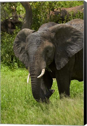 Framed Elephant, Kruger NP, South Africa Print