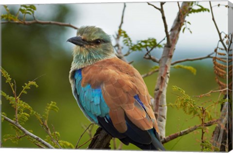 Framed European Roller, Kruger National Park, South Africa Print