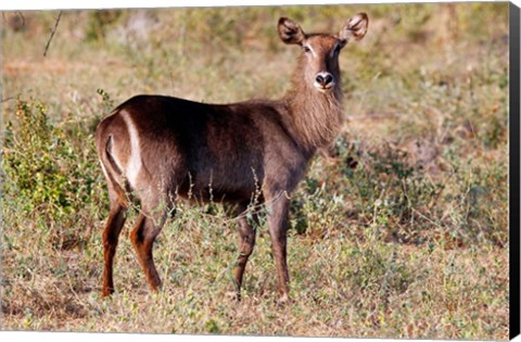 Framed Female Ellipsen Waterbuck of East Africa, Meru, Kenya Print