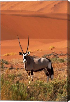 Framed Gemsbok and sand dunes, Namib-Naukluft National Park, Namibia Print