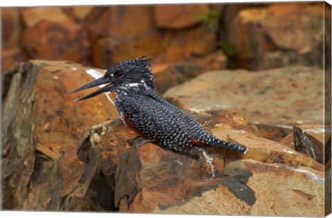 Framed Giant Kingfisher, Megaceryle maxima, Kruger NP, South Africa Print