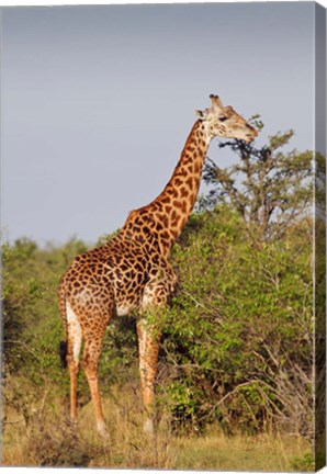 Framed Giraffe, Giraffa camelopardalis, Maasai Mara wildlife Reserve, Kenya. Print