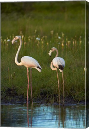 Framed Greater Flamingoes, Nyae Nyae Conservancy, near Tsumkwe, Namibia Print