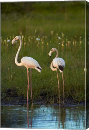 Framed Greater Flamingoes, Nyae Nyae Conservancy, near Tsumkwe, Namibia Print