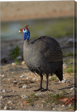 Framed Helmeted Guineafowl Numida meleagris, Etosha NP, Namibia, Africa. Print