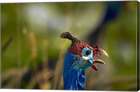 Framed Helmeted Guineafowl, Etosha National Park, Namibia Print