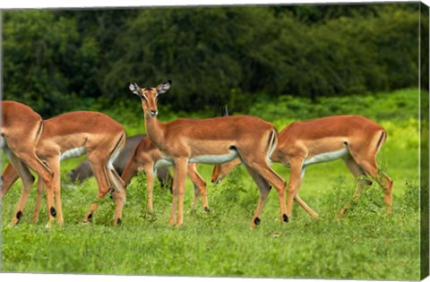 Framed Herd of Impala, by Chobe River, Chobe NP, Kasane, Botswana, Africa Print