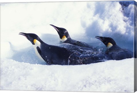 Framed Emperor Penguins in Dive Hole, Antarctica Print