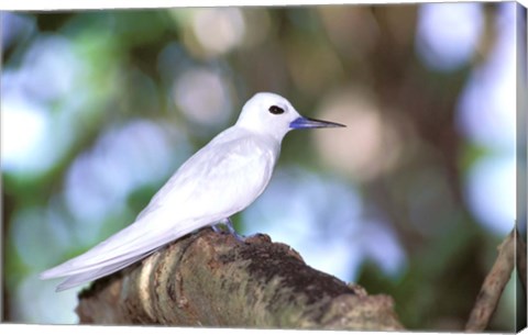 Framed Fairy Tern, Aride Island, Seychelles, Africa Print