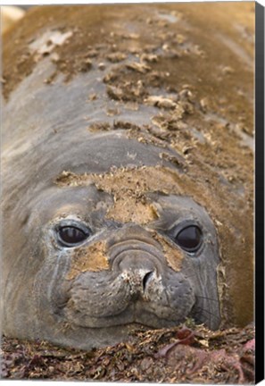 Framed Antarctica, Aitcho Island, Southern elephant seals Print