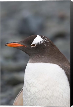 Framed Antarctica, Aitcho Islands, Gentoo penguin, beach Print