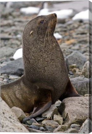 Framed Antarctica, Cuverville Island, Antarctic fur seal Print