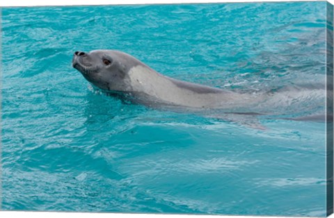 Framed Antarctica, Pleneau Island, Crabeater seal Print