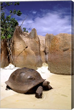 Framed Aldabran Giant Tortoise, Curieuse Island, Seychelles, Africa Print