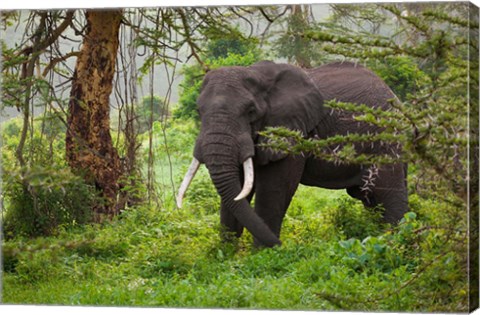 Framed African elephant, Ngorongoro Conservation Area, Tanzania Print