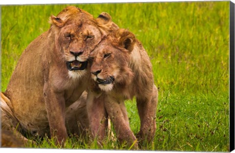 Framed African lions, Ngorongoro Conservation Area, Tanzania Print