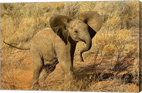 Framed Baby African Elephant, Samburu Game Reserve, Kenya Print