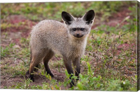 Framed Bat-eared fox, Serengeti NP, Tanzania. Print