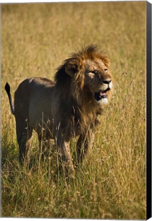 Framed Black maned male Lion, Panthera leo, Masai Mara, Kenya Print