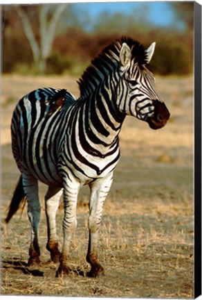 Framed Botswana, Chobe NP, Linyanti, Burchell&#39;s zebra Print