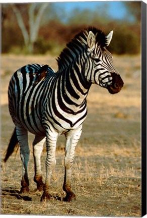 Framed Botswana, Chobe NP, Linyanti, Burchell&#39;s zebra Print