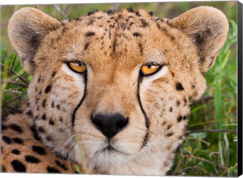 Framed Cheetah, Serengeti National Park, Tanzania Print