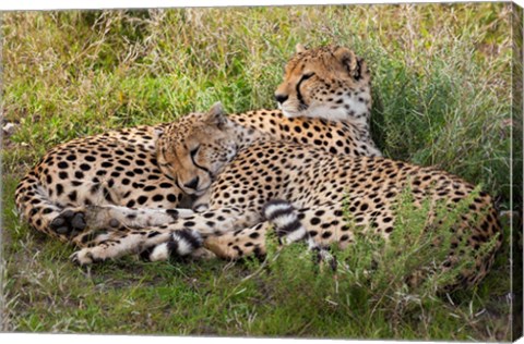 Framed Cheetahs, Serengeti National Park, Tanzania Print