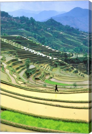 Framed China, Yunnan, Yuanyang Co, Rice Terraces, Mount Ailo Print