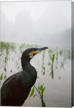 Framed Cormorant by the Li River, China Print