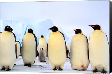 Framed Emperor Penguins, Atka Bay, Weddell Sea, Antarctica Print