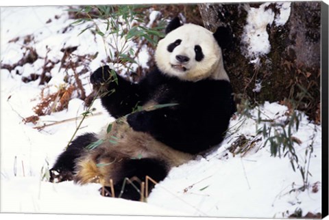 Framed Giant Panda With Bamboo, Wolong Nature Reserve, Sichuan Province, China Print