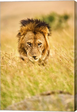 Framed Adult male lion, Panthera leo, Masai Mara, Kenya Print