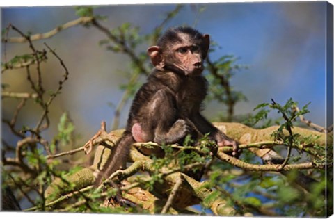 Framed Baby Olive Baboon, Lake Nakuru National Park, Kenya Print