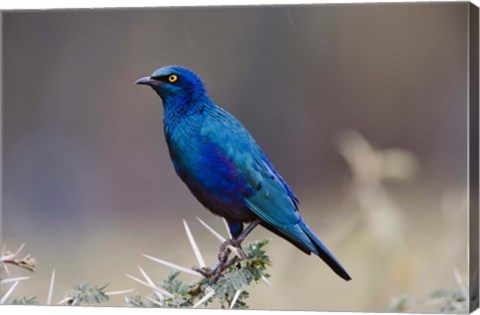 Framed Blue-eared Glossy Starling bird, Lake Nakuru NP, Kenya Print