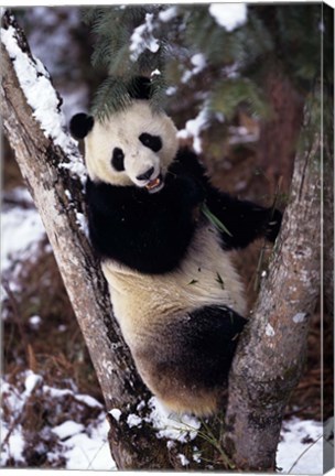 Framed China, Giant Panda Bear, Wolong Nature Reserve Print