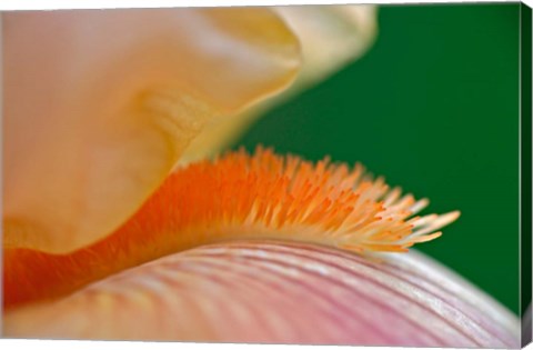 Framed Close-up of hybrid Bearded Iris flower, Louisville, KY Print