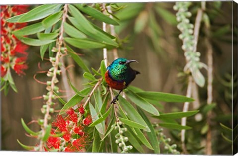 Framed Eastern Double-Collared Sunbird, Nyeri, Kenya Print