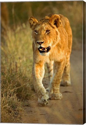 Framed Female Lion Walking At Sunset, Masai Mara, Kenya Print