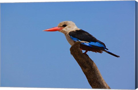 Framed Grey-headed Kingfisher, Samburu Game Reserve, Kenya Print