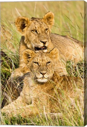 Framed Group of lion cubs, Panthera leo, Masai Mara, Kenya Print