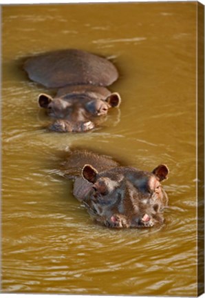 Framed Hippopotamus in river, Masai Mara, Kenya Print