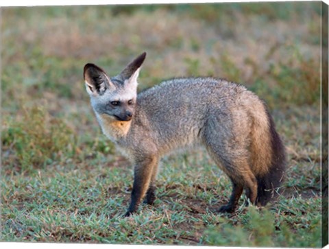 Framed Bat-eared Fox, Serengeti, Tanzania Print