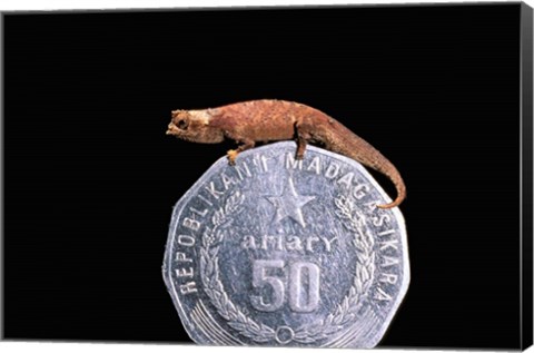 Framed Brookesia Chameleon, Masoala Peninsula, Madagascar Print