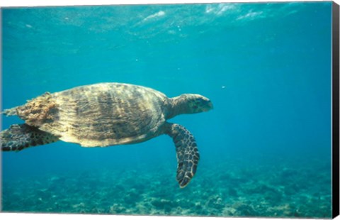 Framed Hawksbill Turtle, Mayotte Island, Comoros, Africa Print