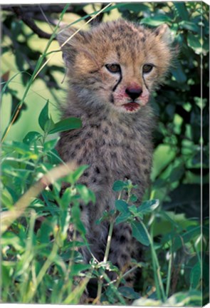 Framed Cheetah Cub, Masai Mara Game Reserve, Kenya Print