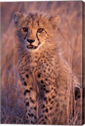 Framed Cheetah, Phinda Reserve, South Africa Print