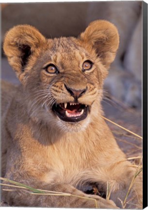 Framed Close-Up of Lion, Okavango Delta, Botswana Print